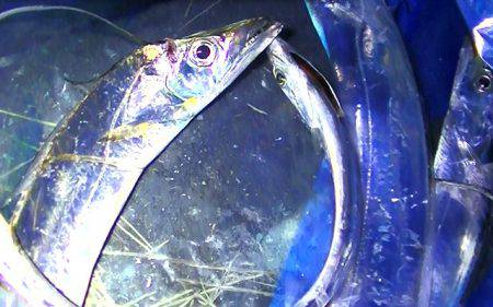 太刀魚やカレイ？